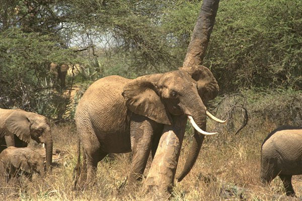 408032 Elephant Scraping On Tree A4 Photo Print