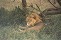 408034 Lazy Lion At Noon A4 Photo Print
