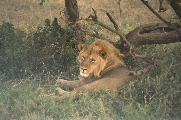 408034 Lazy Lion At Noon A4 Photo Print