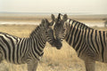 408035 Mother Zebra And Young Zebra A4 Photo Print