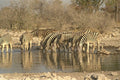 408036 Zebra At A Watering Place A4 Photo Print