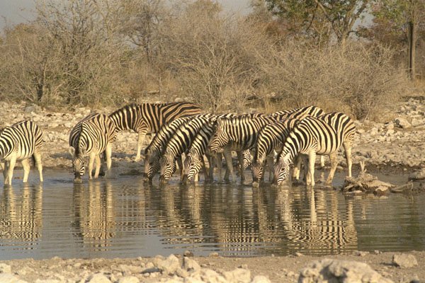 408036 Zebra At A Watering Place A4 Photo Print