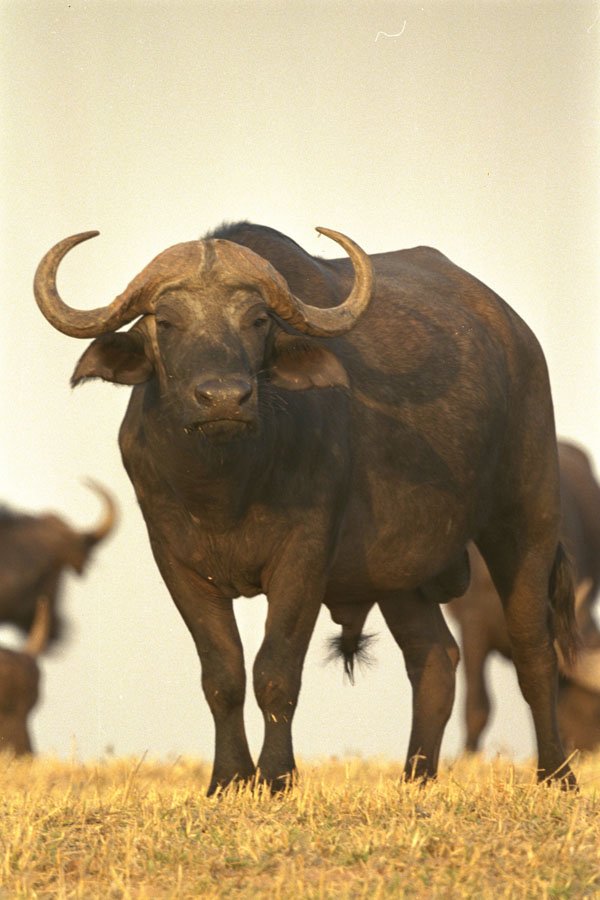 408037 Male Buffalo A4 Photo Print