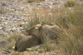 408038 Sleeping Lions A4 Photo Print