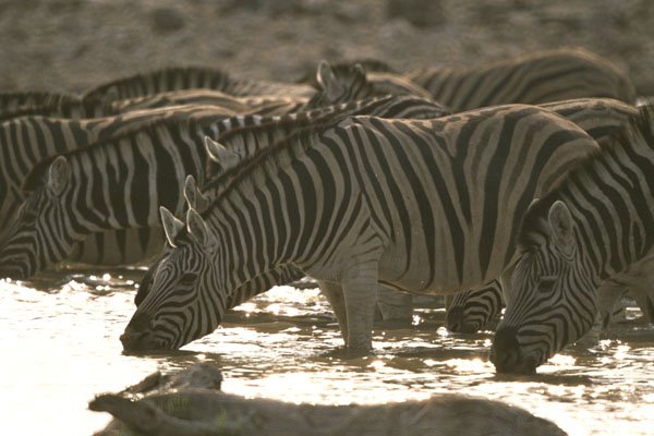408039 Drinking Zebras A4 Photo Print