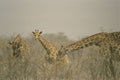 408040 Giraffes In The Bushes A4 Photo Print