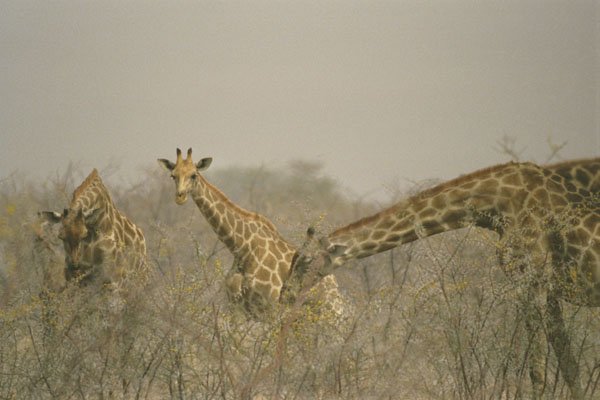 408040 Giraffes In The Bushes A4 Photo Print
