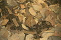 408041 Camouflage Snake A4 Photo Print