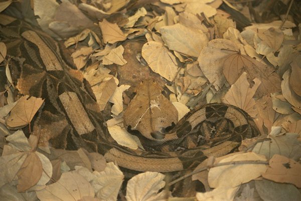 408041 Camouflage Snake A4 Photo Print