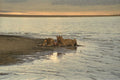 408042 Two Female Lions With Their Prey A4 Photo Print