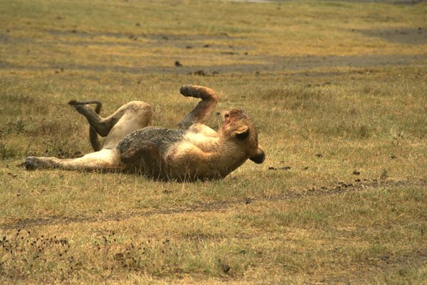 408043 Rolling Lion A4 Photo Print