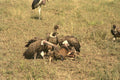 408044 Vultures With Their Prey A4 Photo Print