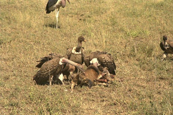 408044 Vultures With Their Prey A4 Photo Print