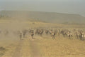 408045 Gnus And Zebras Running A4 Photo Print