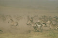 408046 Herd Running Across The Plain A4 Photo Print