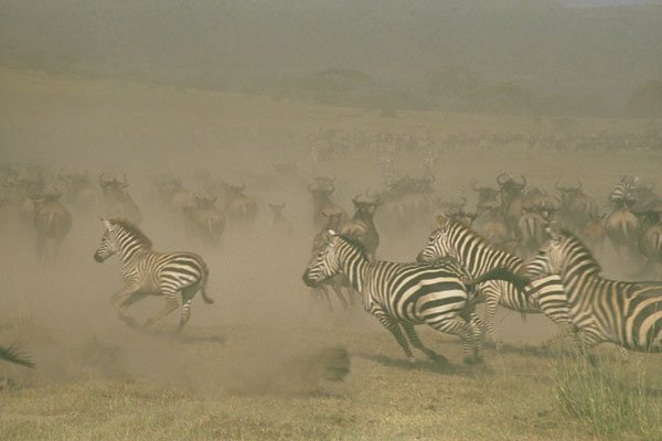 408046 Herd Running Across The Plain A4 Photo Print