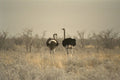 408047 Two Ostriches A4 Photo Print