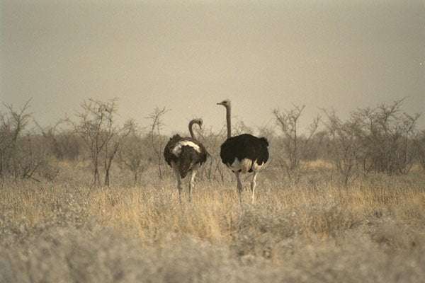 408047 Two Ostriches A4 Photo Print
