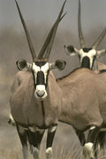 408048 Oryx Antelope A4 Photo Print