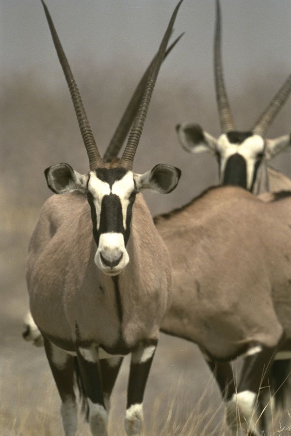408048 Oryx Antelope A4 Photo Print