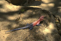 408049 Lizard A4 Photo Print