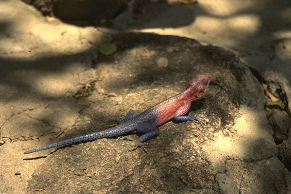 408049 Lizard A4 Photo Print