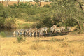 408050 Zebras Drinking A4 Photo Print