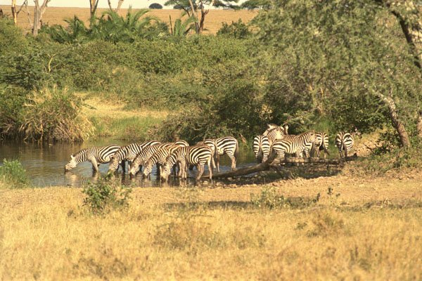 408050 Zebras Drinking A4 Photo Print