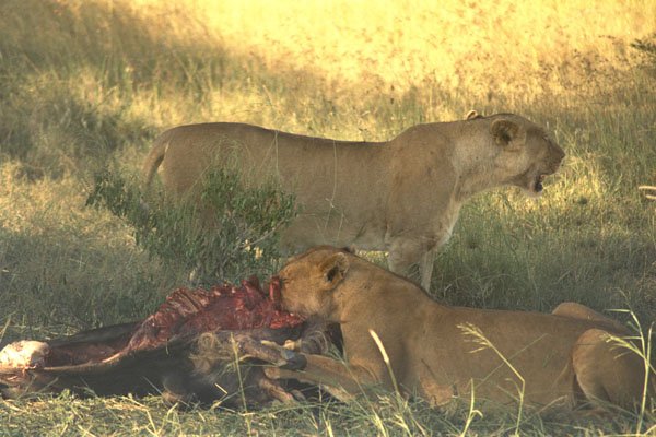 408051 Two Hungry Female Lions A4 Photo Print