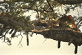 408052 Two Leopards With Their Prey A4 Photo Print