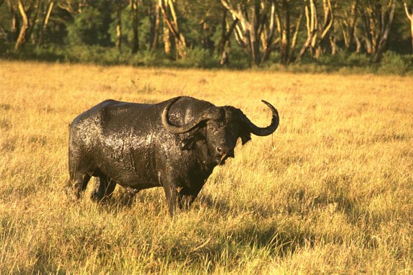 408053 Buffalo After A Mud Bath A4 Photo Print