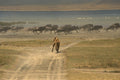 408054 Lion Hunting A4 Photo Print