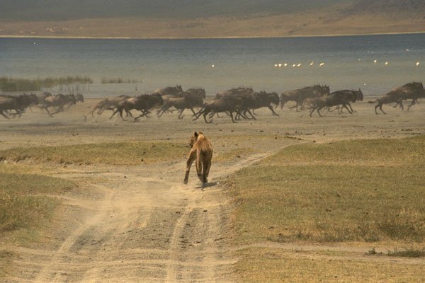 408054 Lion Hunting A4 Photo Print
