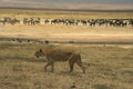 408055 Failed Attack A4 Photo Print