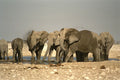 408056 Elephant's Mud Bath A4 Photo Print