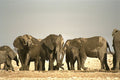 408057 Mask Elephants A4 Photo Print