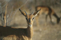 408058 Small Antelope A4 Photo Print