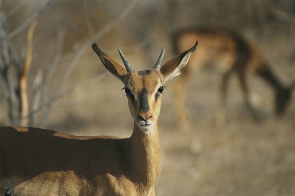 408058 Small Antelope A4 Photo Print