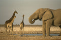 408059 Elephant And Giraffe At Watering Place A4 Photo Print