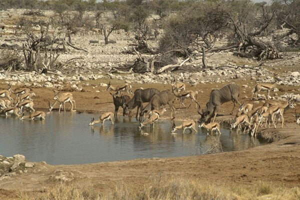 408060 Kudus And Antelopes A4 Photo Print