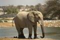 408061 Elephant With Mud Socks A4 Photo Print