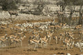 408062 Antelopes On The Run A4 Photo Print