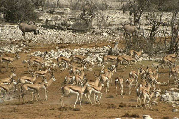 408062 Antelopes On The Run A4 Photo Print