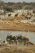 408063 Oryx Antelope In The Water A4 Photo Print