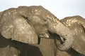 408064 Wet And Muddy Elephant A4 Photo Print