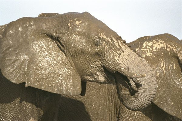 408064 Wet And Muddy Elephant A4 Photo Print