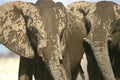 408065 Two Elephant Heads A4 Photo Print