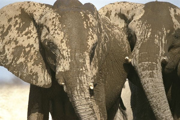 408065 Two Elephant Heads A4 Photo Print