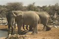 408066 Drinking Elephants A4 Photo Print