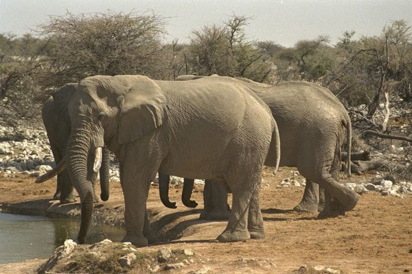408066 Drinking Elephants A4 Photo Print